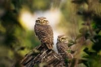 pexels-hassan-ibrahim-528843841-35062402